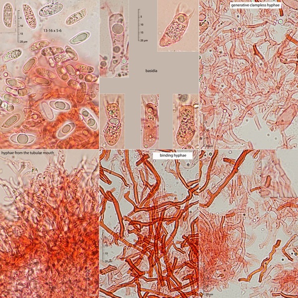Aphyllo on Quercus twigs